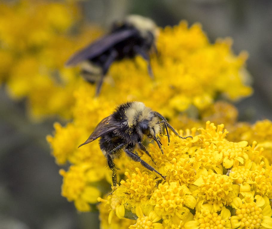 bees, close up, nature, macro, insect, flower, pollen, yellow, honey, close, garden