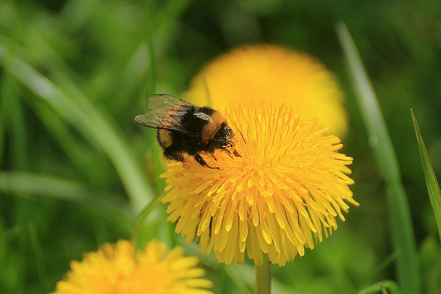 dandelion, taraxacum, ruderalia, taraxacum sect ruderalia, weed, pointed flower, composites, inflorescence, common dandelion, flower, yellow