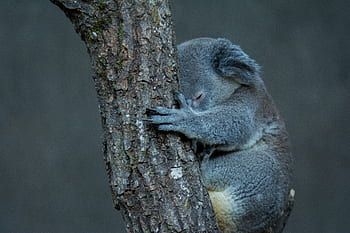 koala, strom, zvíře, Austrálie, roztomilý, Příroda, živočišného světa, spát, savec, Šedá, mazlivý