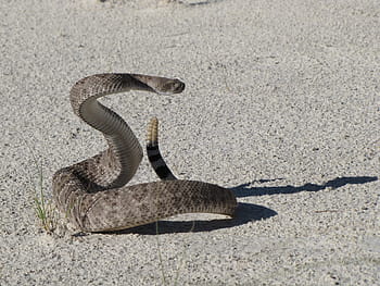 rattle snake, gray, surface, western diamondback rattlesnake, viper, poisonous, reptile, wildlife, venomous, nature, white sands national monument
