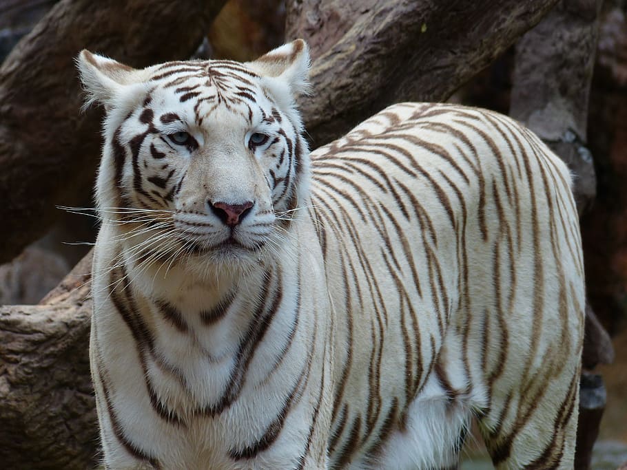 harimau putih bengal, harimau, mulia, agung, luhur, kucing besar, predator, kucing, berbahaya, kucing liar, raja harimau