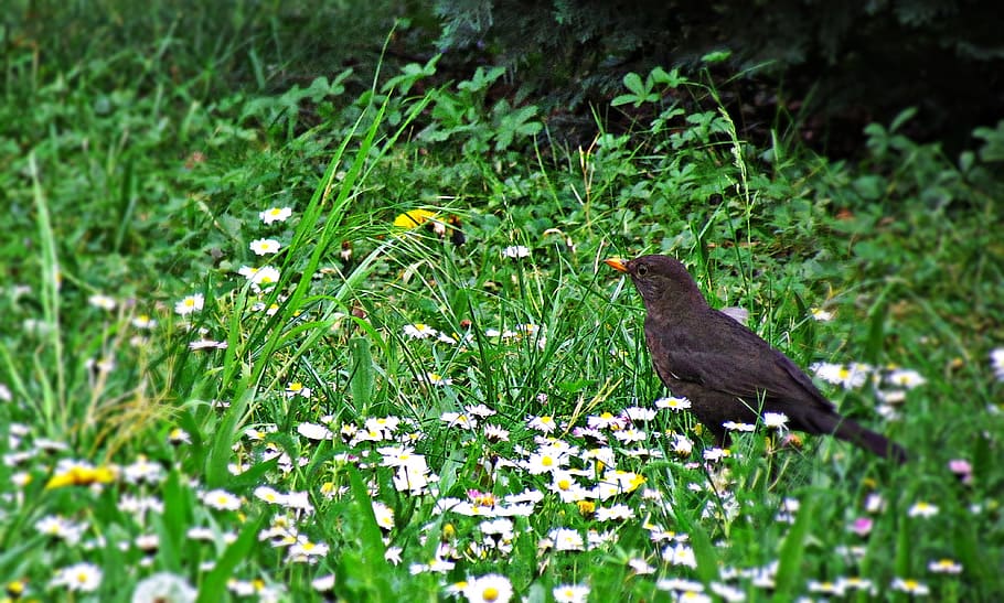 bird, kos, yellow beak, nature, black bird, grass, spring