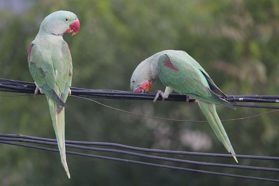 Papoušek, andulka, indický ringneck, dvě na tango, pták, zvířat, prohlížení, zvířata ve volné přírodě, Příroda