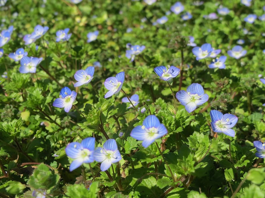 veronica persica, birdeye speedwell, společné pole-speedwell, perský speedwell, velké pole speedwell, ptačí oko, zimní speedwell, divoká rostlina, flóra, botanika, květ
