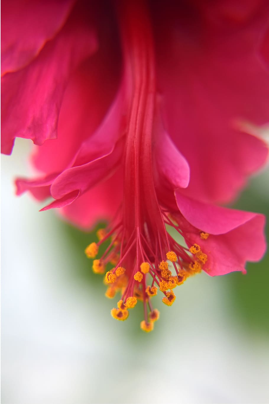 ハイビスカス、 花、 自然、 赤、 ピンク、 花びら、 スタイル、 柱頭、 マクロ