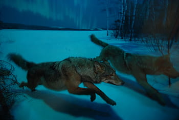 2、 茶色、 オオカミの絵、 オオカミ、 夜、 月、 遠吠え、 ハウリング、 捕食者、 野生動物、 人食い