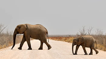 brown, elephant, crossing, street photography, baby elephant, young elephant, african bush elephant, africa, namibia, nature, dry