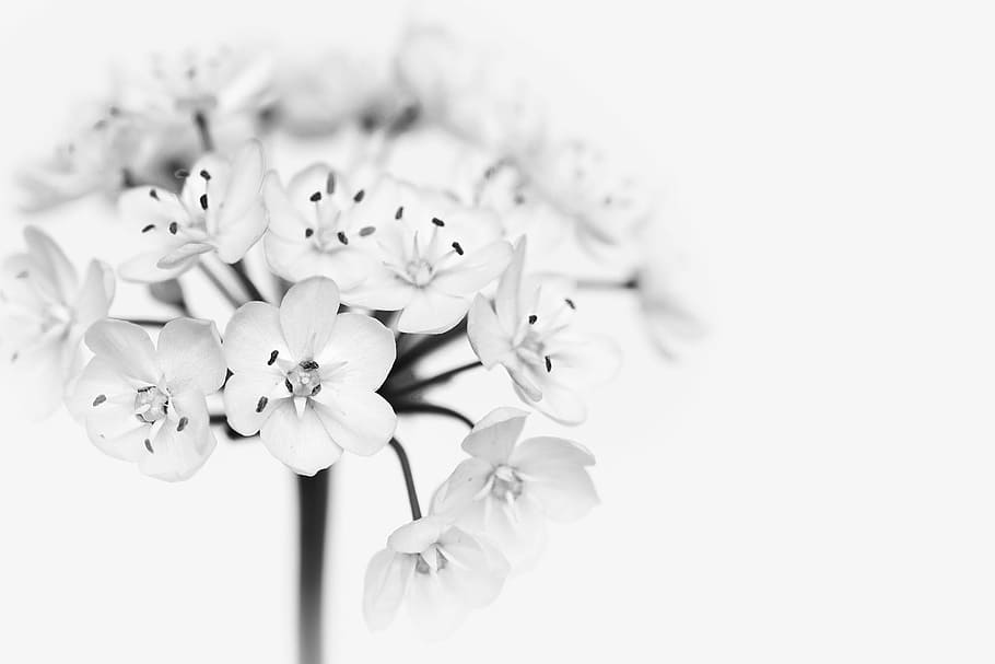 white, petaled flower, closed-up photo, flower, blossom, bloom, leek flower, small flowers, close, black and white, black and white recording
