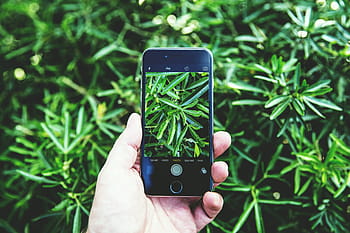 zachycení, fotografie přírody, mobilní, pohybliví, iphone smartphone, muž, Příroda, fotografie, iphone, chytrý telefon, technologie, telefon