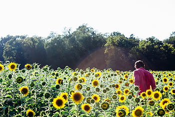 person, standing, field, sunflowers, red, collared, top, next, garden, plants, green
