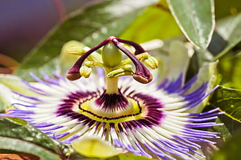 セレクティブ、 フォーカス写真、 白、 紫、 花びらの花、 花、 パッションフラワー、 ブルーム、 植物、 エキゾチックな雌しべ、 自然