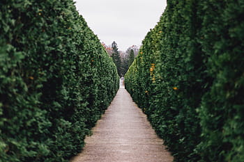 grijs, weg, groen, planten, natuur, landschap, gras, struik, poort, bladeren, boom