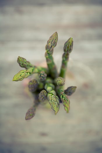 asparagus, close, Fresh, close up, green, healthy, vegetables, nature, close-up, food, plant