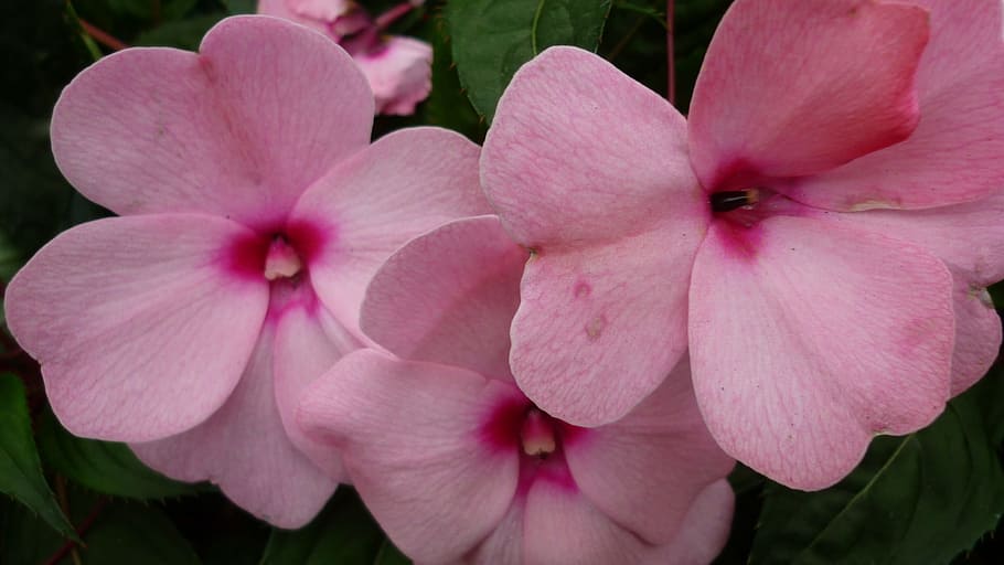 phlox, flower, blossom, bloom, pink, garden, summer