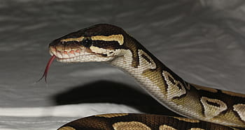 Snake, Phyton, Mojave, Terrarium, Exotic, graceful, noble, yellow, portrait, one animal, animal wildlife