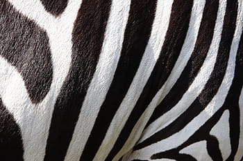 close, view zebra stripes, animals, zebra, zebra crossing, stripes, black and white