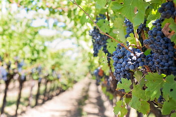 shallow, focus, blueberries, purple grapes, vineyard, napa valley, napa vineyard, grapes, vine, grapevines, wine grapes