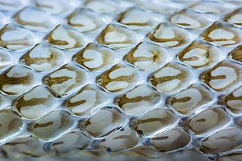 untitled, skinned, snake skin, scale, snake, reptile, texture, animal skin, skin, close, camouflage
