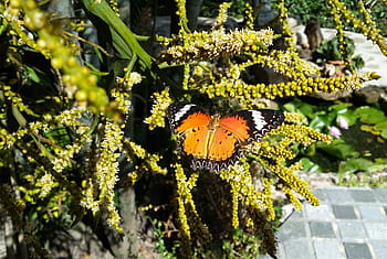 motyl, Natura, rośliny, owady, ogród, rośliny tropikalne, natura południowo-wschodniej Azji, ogród Nong Nooch Pattaya, owady tropikalne, owad, motyl - owad