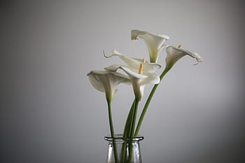 calla lily, lilie, květ, zahrada, Příroda, bílý, květinový, přirozené světlo, minimalistický, vrchol