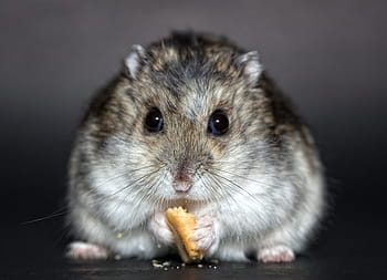 myš jíst sušenky, křeček, trpasličí křeček, dschungare, dsungare, dsungarischer trpasličí křeček, ruský trpaslík křeček