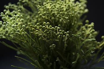 zelená, rostlina bud, detailní, fotografování, rostlina, rostlin, pupeny, Příroda, zeleniny, jídlo a pití, zelená barva
