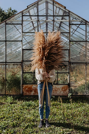 grama dos pampas, pampas, grama, natureza, seco, mulher, fêmea, cão, estufa, outono, Polônia