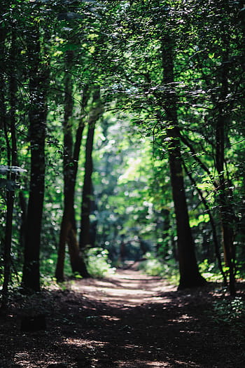 andar, floresta, labirinto, verão, verde, natureza, madeira, madeiras, árvore, bosque, ao ar livre