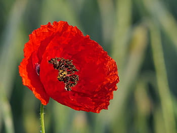 detailní, fotografie, Červené, makový květ, klatschmohn, mák, červený mák