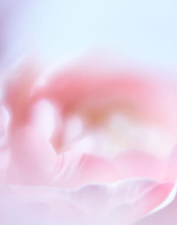 추상, 꽃, 배경, 매크로, 식물, 꽃 무늬의, 닫다, 식물학, 벽지, 본질적인, 담홍색