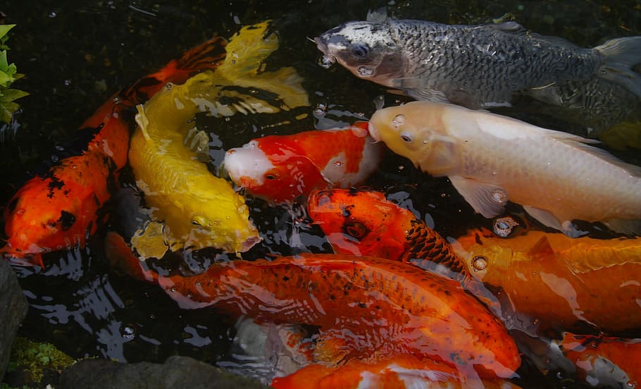 akvárium, barevný, kapr, koi, ryby, akvarijní ryby, barevný kapr, koi, Ryba, chov, živý, Červené