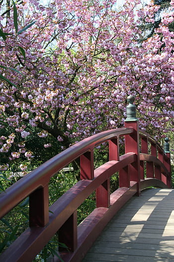 木、 花、 自然、 公園、 植物、 レバークーゼンの日本庭園、 橋、 日本、 桜、 禅、 レバークーゼン