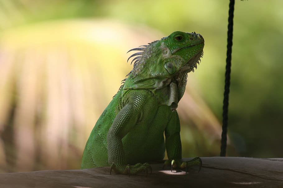 iguana, green, west indies, nature, green iguana, lizard, reptiles, animal, fauna, wild, wild animal