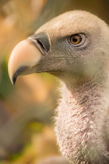 uccello, avvoltoio, natura, uccello rapace, animale, becco, zoo, predatore, Ali, grifone, animali