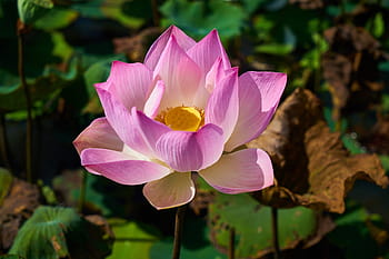 kvetoucí, růžový, lotosový květ, detailní fotografie, lotus, rostlina, květ, Příroda, listy, okvětní lístky, tropický