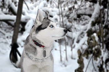 dog, siberian, husky, winter, forest, snow, portrait, blue, eyes