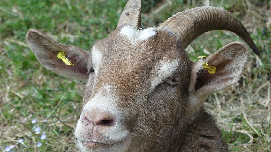 goat, animal, goat portrait, livestock, farm, nature, mammal, horned, sheep, grass, agriculture