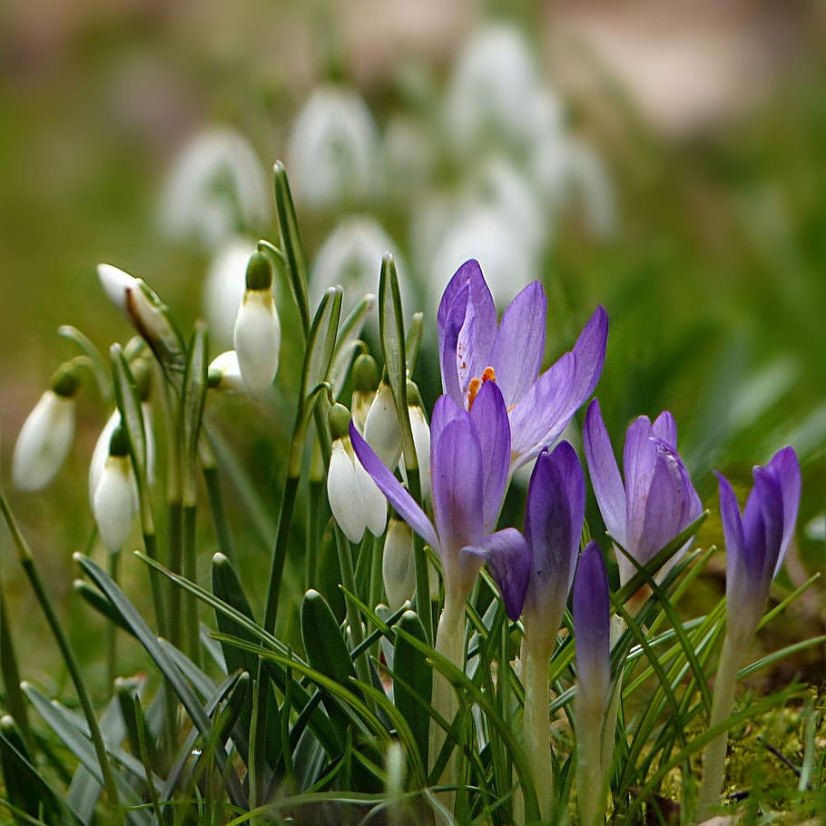 white, purple, snow drop flowers, nature, plant, snowdrop, galanthus, closed, short, tender, beautiful