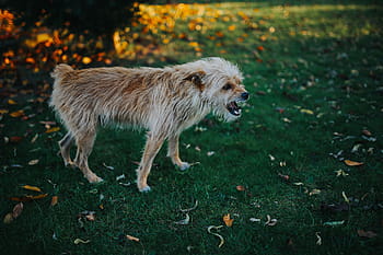 jardim outono, cão, jardim, rochas, folhas, outono, paralelepípedo, animal, natureza, mamífero, ao ar livre