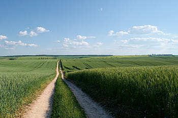 pathway, grassy, fields, field, road, wheat, agriculture, the way, nature, landscape, crops
