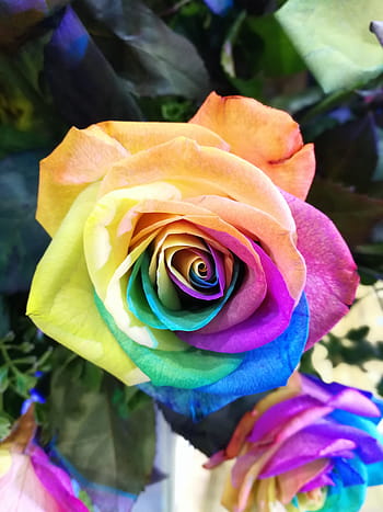 multicolored, rose, close-up photography, flower, rainbow rose, closeup, colorful flower