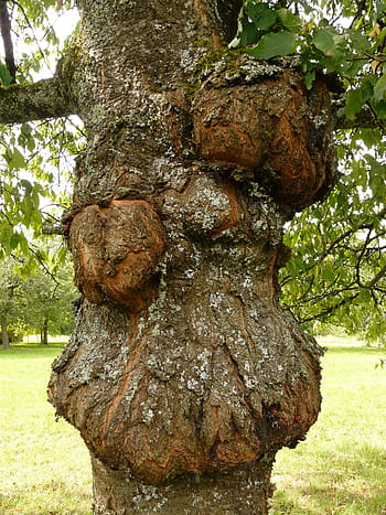 strom, choroba, proliferace, canker, rakovina ovocných stromů, plísňové infekce, třešeň, třešňové kůry, kůra, dřevo, ovocný sad