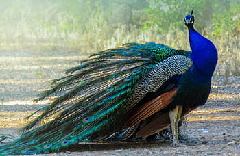peafowl, peacock, turkey, ave, feathers, colorful, beautiful, animal, fauna, blue, animals