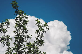 vert, feuillu, arbre, bleu, ciel, feuilles, blanc, des nuages, des arbres, branches, la nature