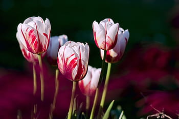 bílý a červený květ květu, tulipány, zahrada, květiny, barva, jaro, Příroda, tulipán, květ, rostlina, růžová barva