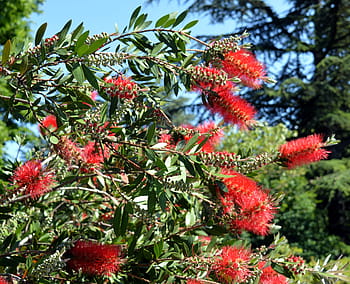 Bottlebrush, Callistemon, Myrtle Family, red, carmine, bush, flowers, bloom, plant, close, garden