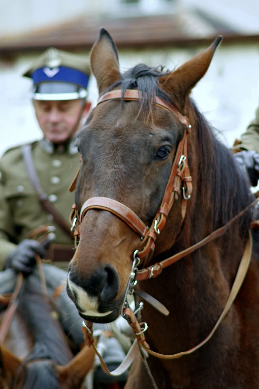 the horse, cavalryman, soldier, cavalry, independence, the feast of the, bridle, the head of the, bay, brown, horses