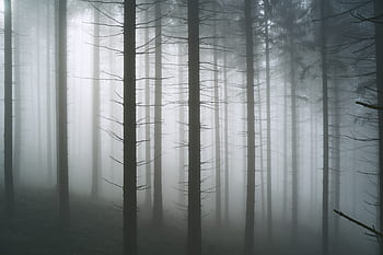 les, mlha, podzim, zimní, smrk, jehličnatého lesa, Příroda, stromy, krajina, pohádky, světlo