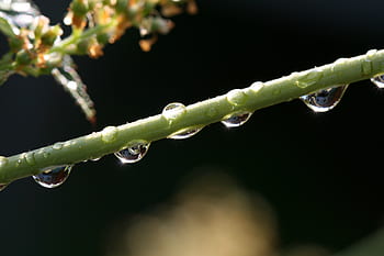 water, droplets, close up, plant, rain, wet, macro, detail, bokeh, nature, green