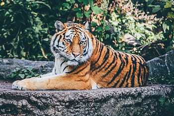 tiger, cat, animal, wildlife, woods, plants, grass, carnivore, leaves, green